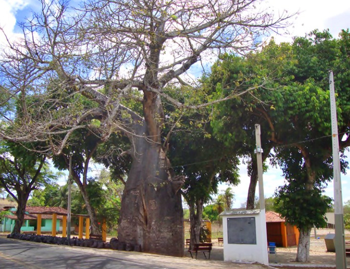Um dos símbolos naturais mais antigos de Macaíba não resistiu ao tempo. O Baobá de Jundiaí, estimado em cerca de 200 anos, tombou no último domingo (1º) em área pertencente à Escola Agrícola de Jundiaí (EAJ/UFRN).