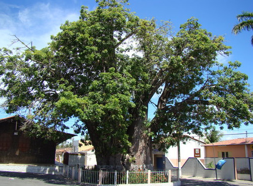 O caso em Macaíba ocorre menos de três meses após a queda do Baobá do Poeta, em Natal, árvore histórica que ficava em Lagoa Nova e também era reconhecida como patrimônio afetivo da capital.