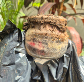 O material foi encontrado durante atividades de manutenção realizadas por funcionários da equipe de jardinagem da Casa.
