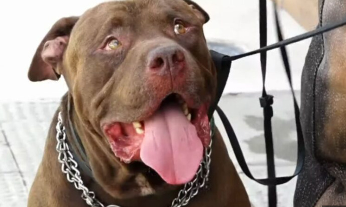 O material levantou suspeitas de que o cachorro teria sido solto deliberadamente para atacar o trabalhador.