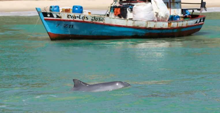 Entre os principais pontos, está a redução do tempo de observação dos animais marinhos.