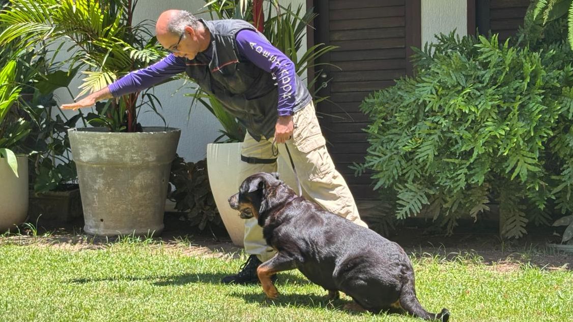 Como adestrar animais de grande porte