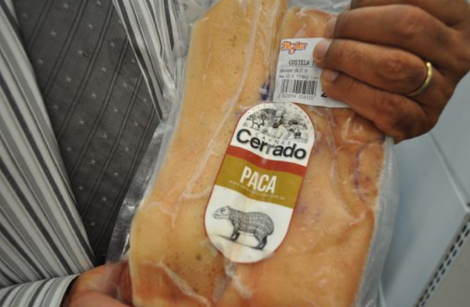 A carne de paca é reconhecida pela maciez, baixo teor de gordura e pele que "pururuca". Foto: Reprodução/Agro Olhar