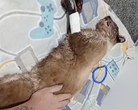 Gato siamês internado após envenenamento - Cedida