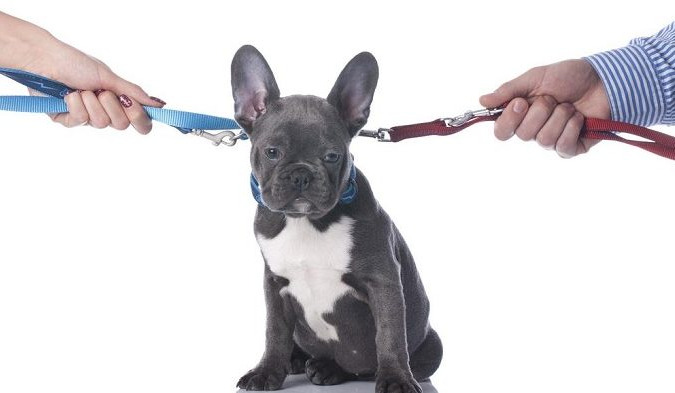 A disputa por animais de estimação após o fim de um relacionamento sempre foi um dos pontos mais delicados das separações.