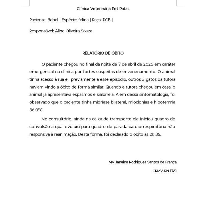 Laudo médico dos gatos - Cedido