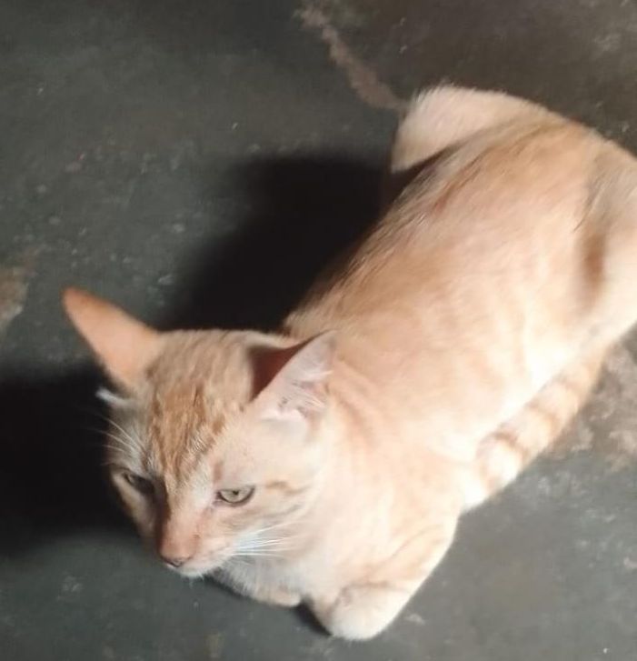 Amendoim, gato da tutora Aparecida - Cedida