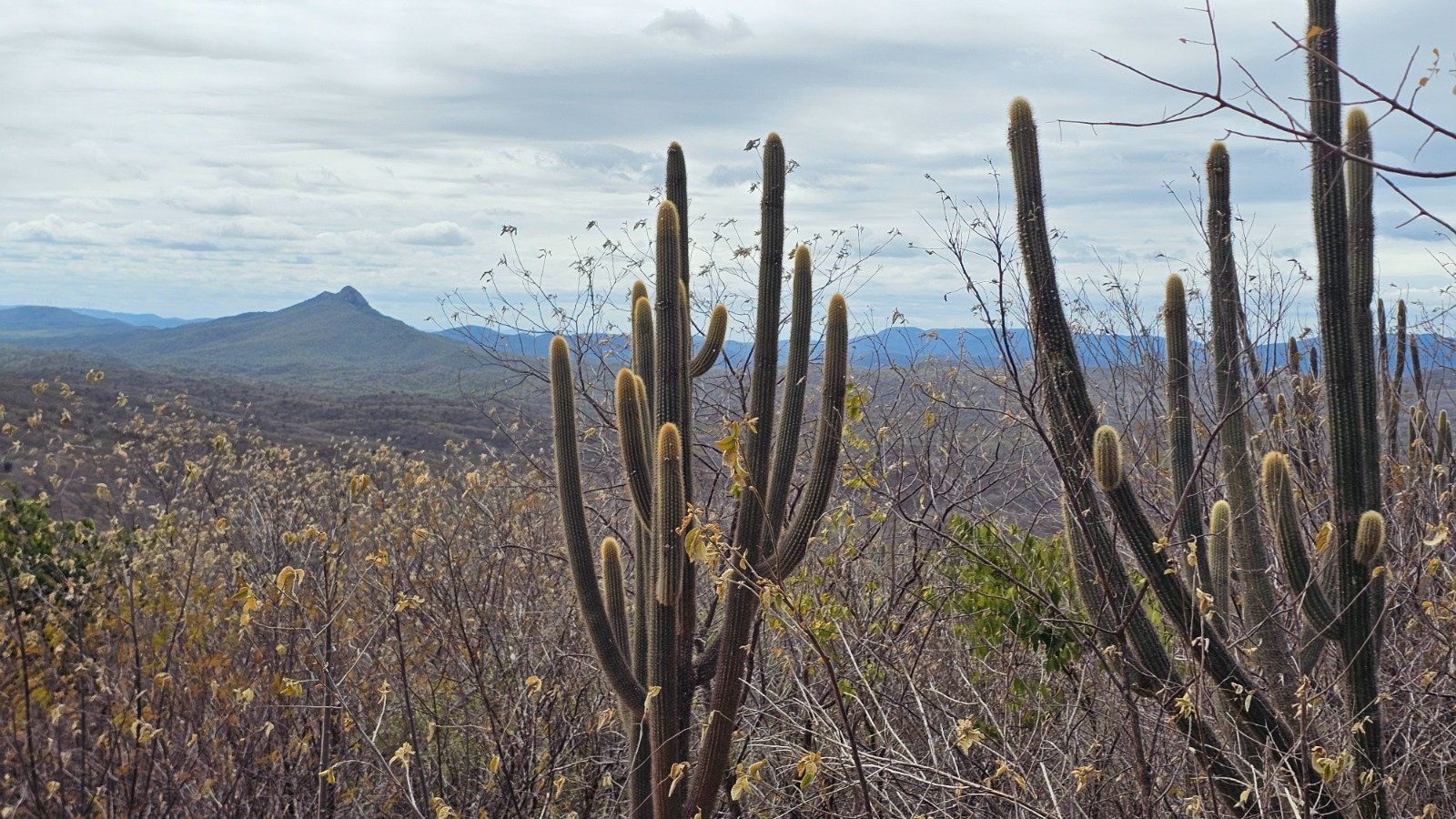 Na flora, a vegetação é rica em espécies de cactos / Foto: IDEMA