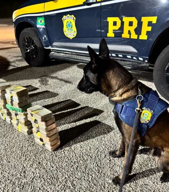 Durante a ação, equipes do Grupo de Operações com Cães (GOC) da PRF utilizaram cães farejadores, que sinalizaram a presença de material ilícito em compartimentos ocultos do automóvel.