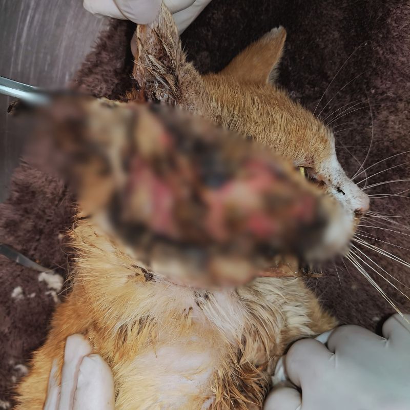 Gato supostamente atacado por cachorro em Nova Parnamirim