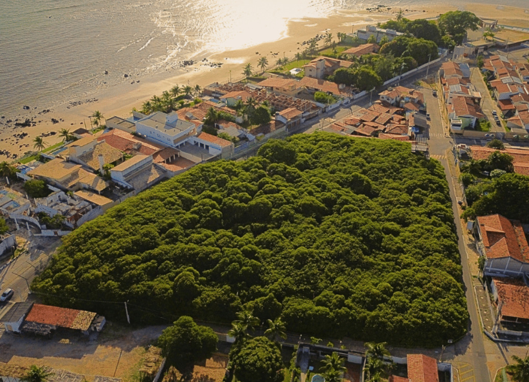 A trajetória da Cajumel, empreendimento instalado em Pirangi que surgiu à sombra do maior cajueiro do mundo e se tornou referência no beneficiamento de produtos derivados do caju.