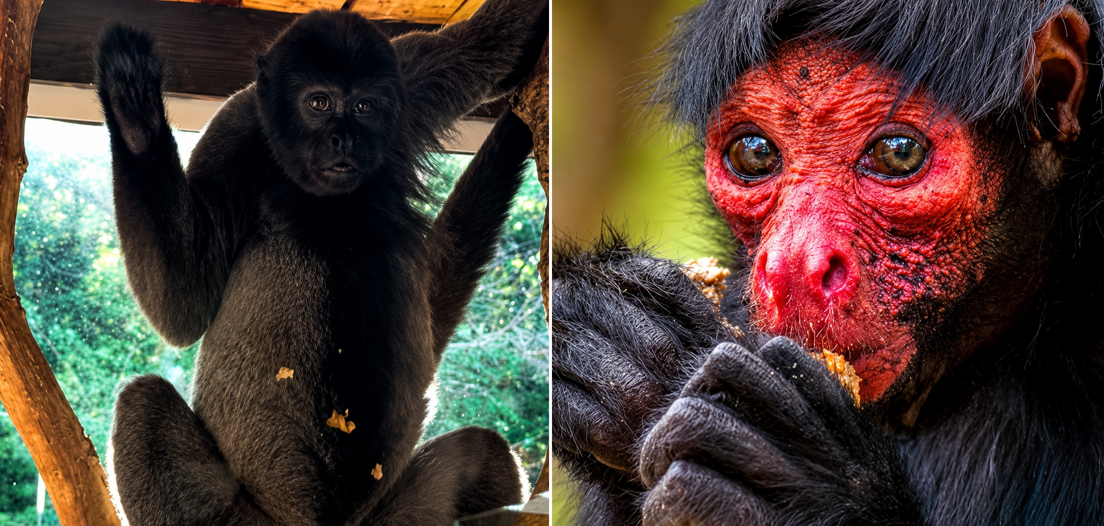 Macaco-barrigudo e macaco-aranha-da-cara-vermelha são espécies que o Aquário Natal deve receber em breve