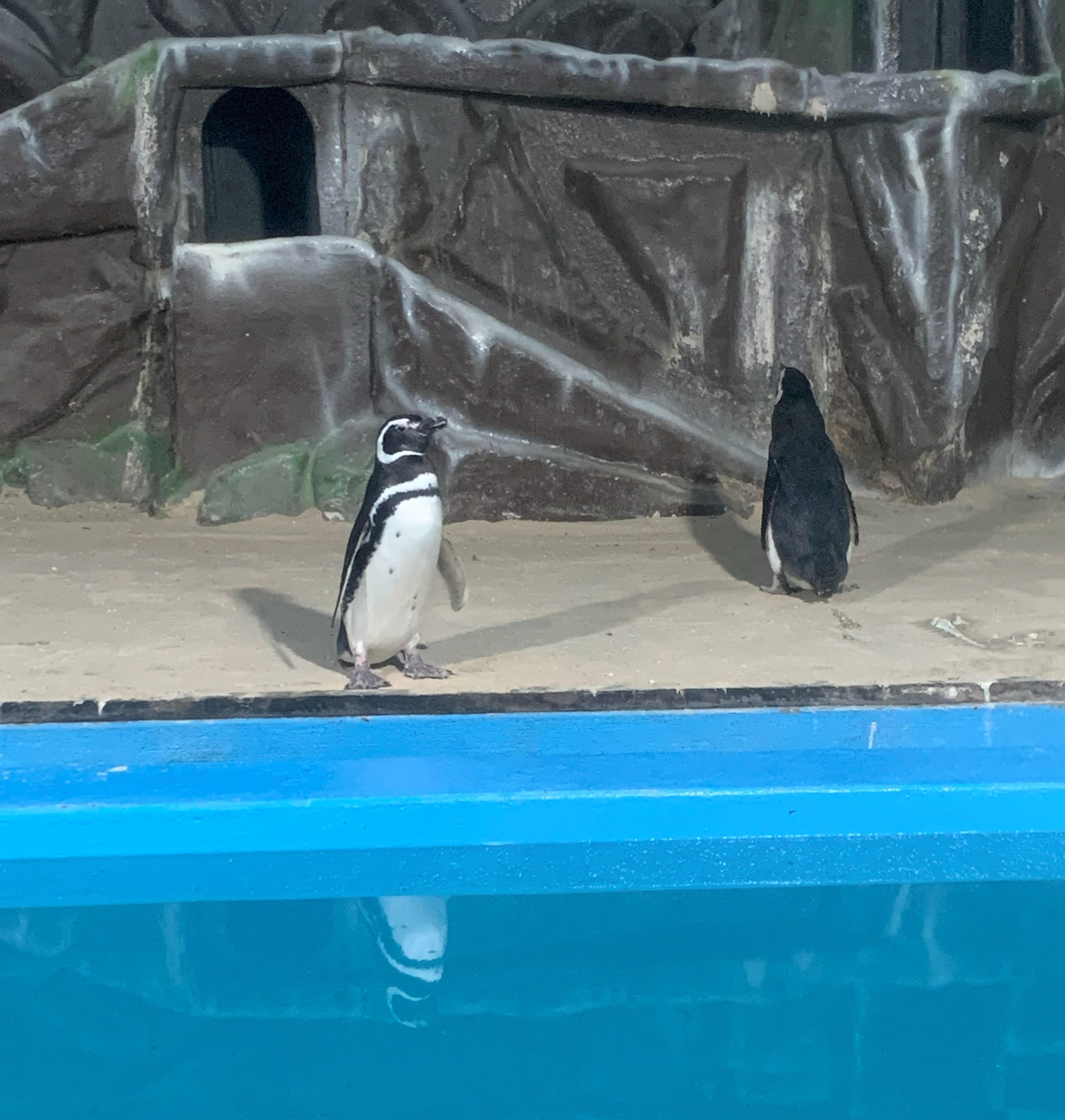 Sim, em Natal também tem pinguim