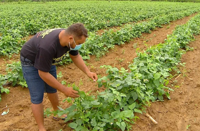 Culturas como milho e feijão estão entre as que podem sofrer perdas de produtividade caso haja redução da umidade do solo ou distribuição irregular das chuvas durante as etapas mais importantes do ciclo produtivo.