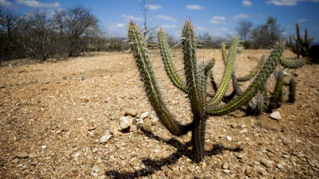 Incêndios Florestais Aumentam com Super El Niño 2026 - Crédito: Arnaldo Sete/MZ Conteúdo