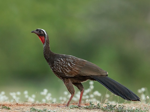 Jacucaca - Reprodução/Wiki Aves