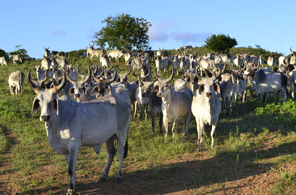 Para o Rio Grande do Norte, o desafio será fazer com que a estrutura de fiscalização acompanhe o crescimento planejado para a atividade.