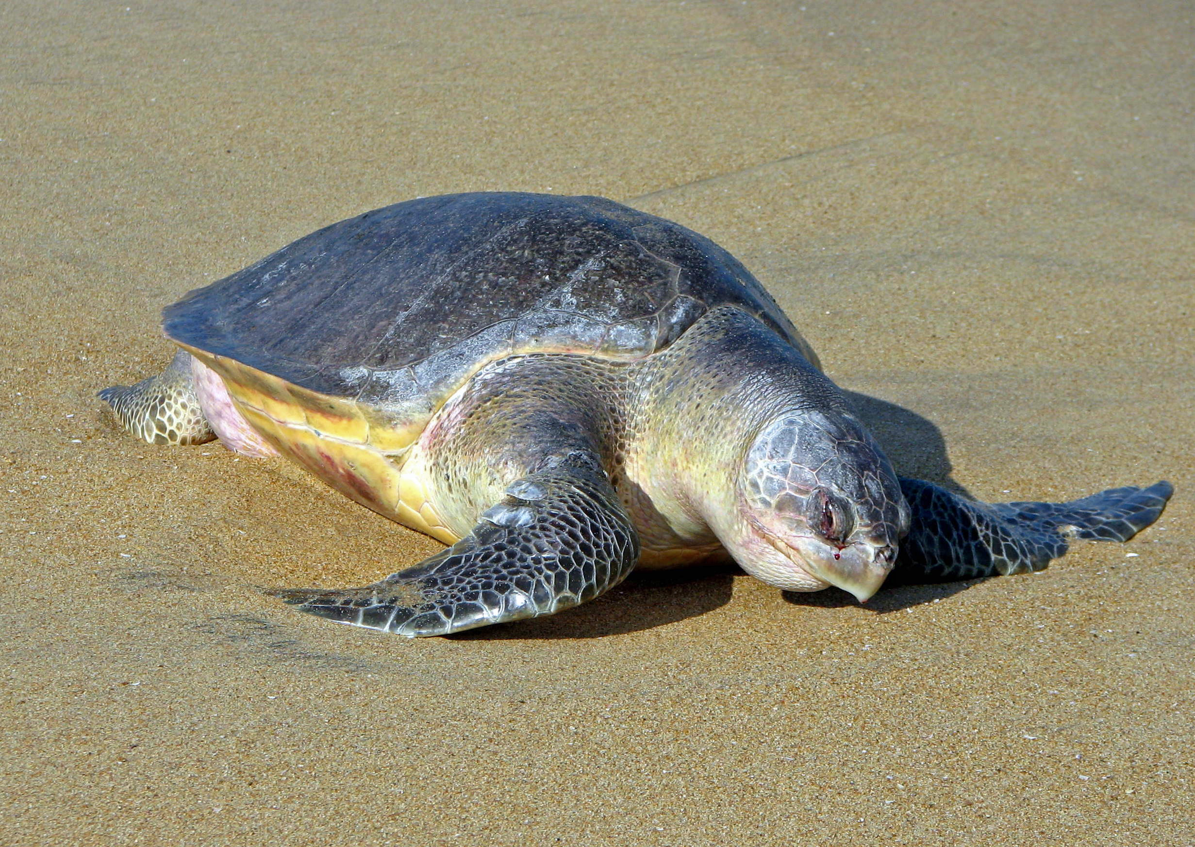 Tartaruga-oliva - Reprodução/Sea Turtle Camp