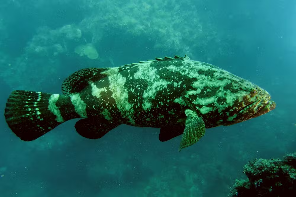 Peixe Mero - Foto: Cláudio Sampaio