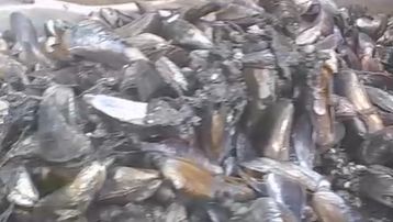 Pescadores fecham BR no RN e queimam pneus em protesto contra poluição de rios e mortandade de peixes 
