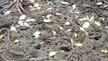 Pescadores fecham BR no RN e queimam pneus em protesto contra poluição de rios e mortandade de peixes 
