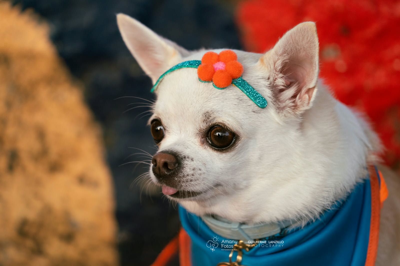 Arena das Dunas será palco do Natal Pet Family com corrida canina, feira de adoção e diversão para tutores e animais