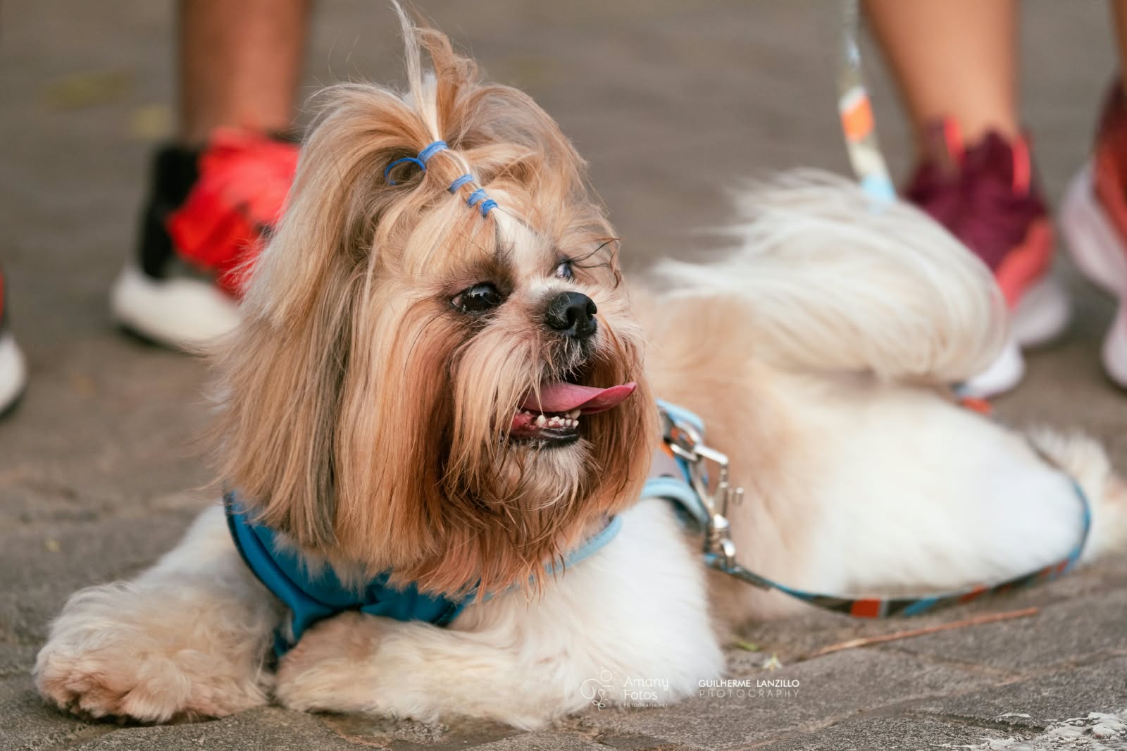 Arena das Dunas será palco do Natal Pet Family com corrida canina, feira de adoção e diversão para tutores e animais