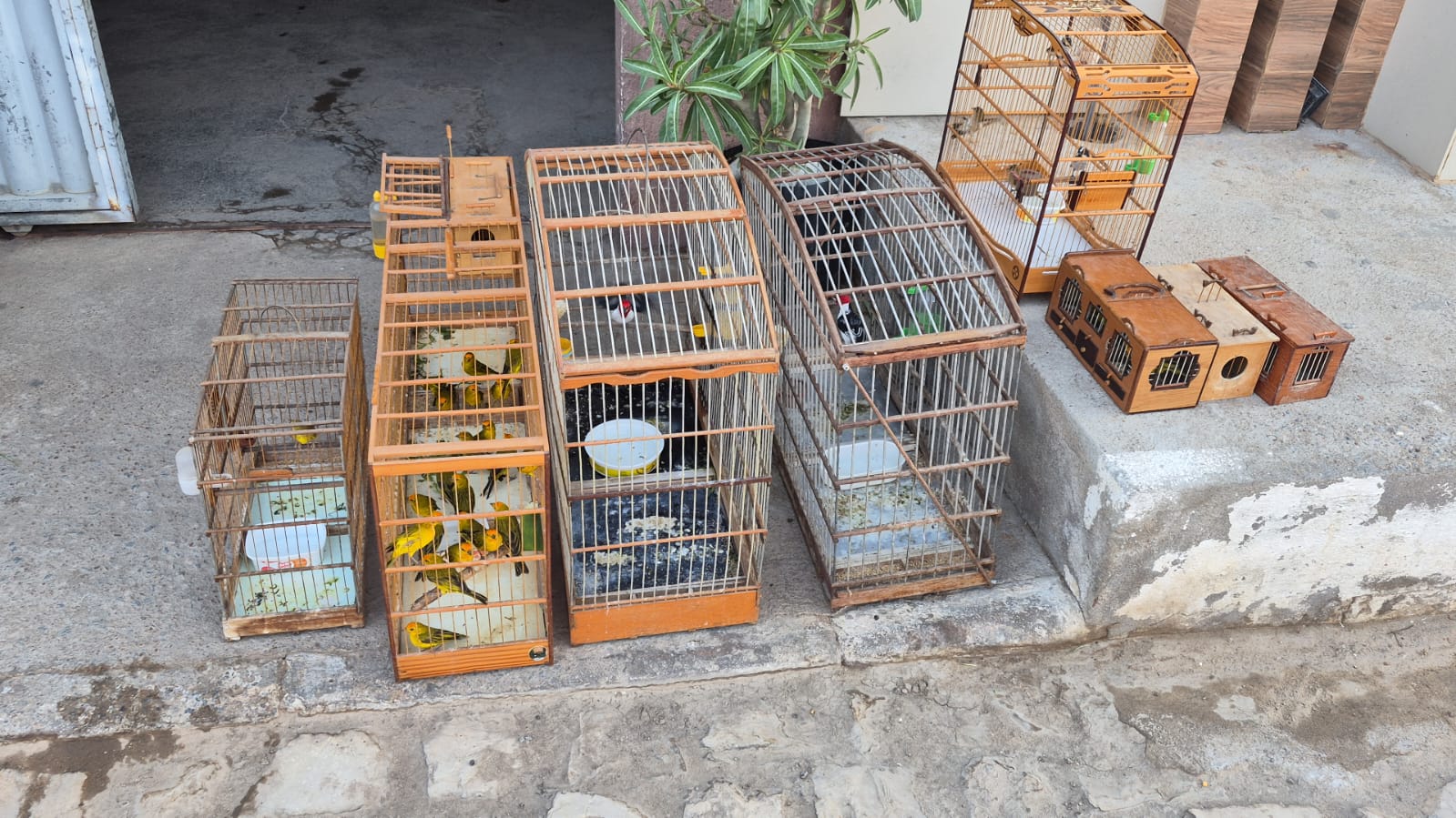 Polícia desmonta cativeiro de aves silvestres comercializadas ilegalmente no RN