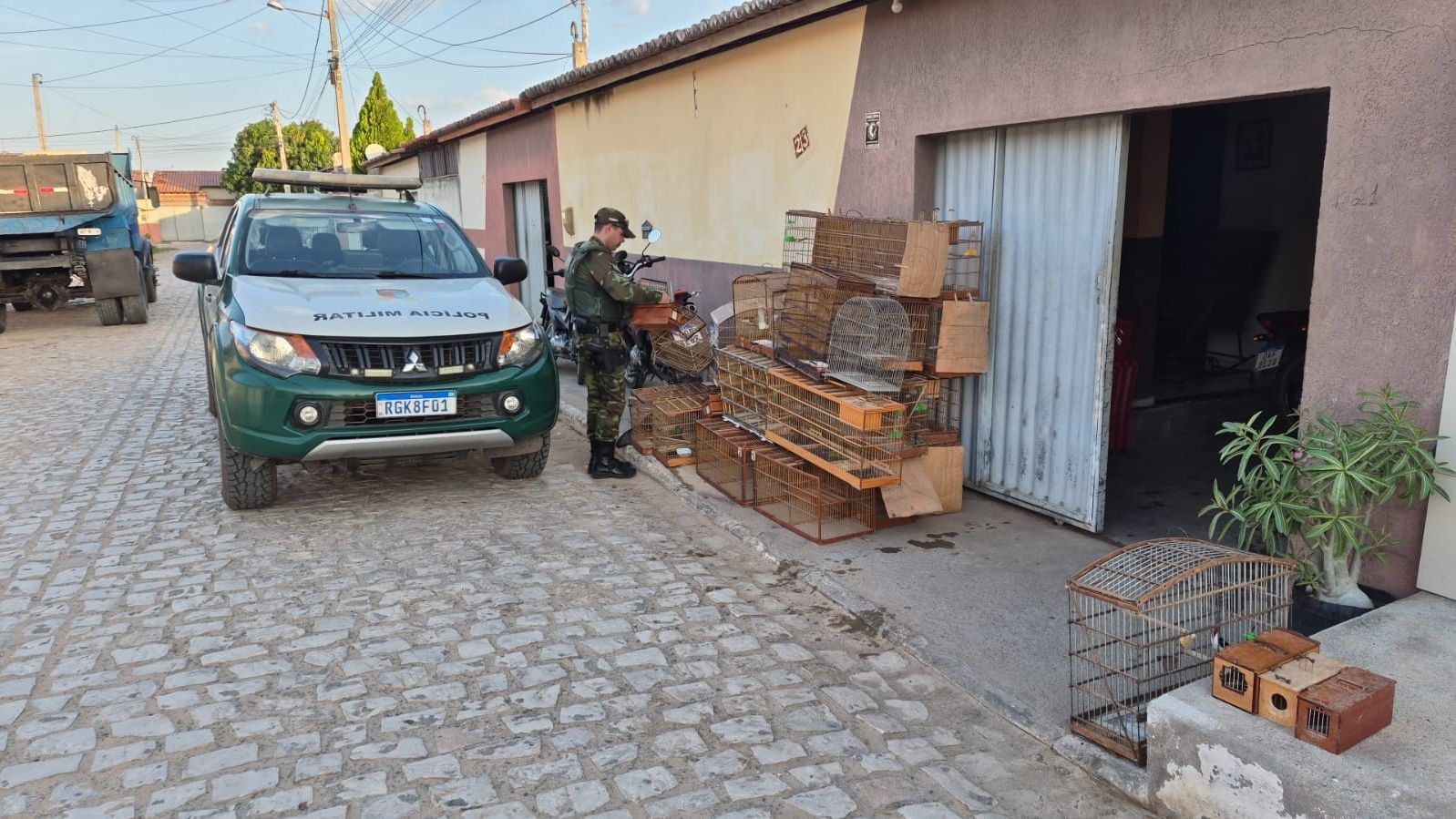 Polícia desmonta cativeiro de aves silvestres comercializadas ilegalmente no RN